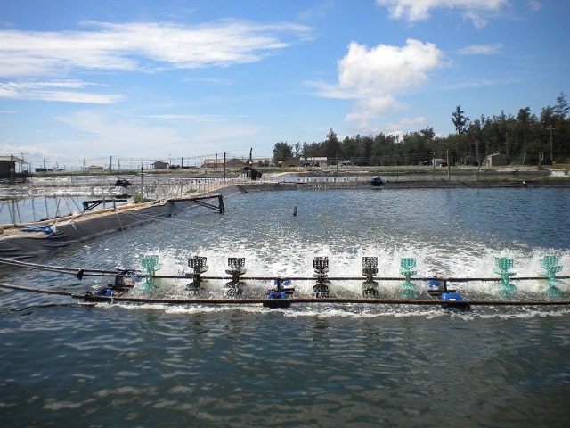 Kinh nghiệm thả tôm giống đạt hiệu quả cao