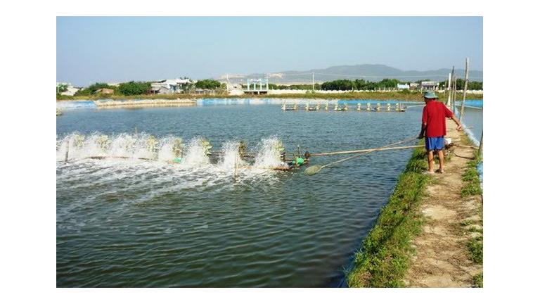 7 kinh nghiệm xử lý ao nuôi thủy sản sau mưa lũ